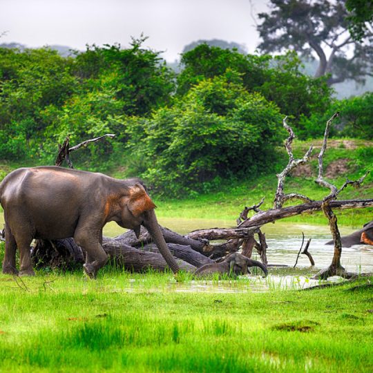 https://pearlgrouphotels.com/wp-content/uploads/2016/07/elephant-wilpattu-national-park-540x540.jpg